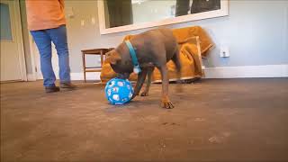 Enrichment Tools - Ball Pull Toy