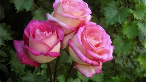 أذكار المساء والمأثورات بصوت د. الصديق الحميدي