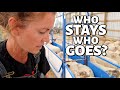 HOW DO I DECIDE?  (Evaluating Ewes to Prepare for Out of Season Breeding):  Vlog 321