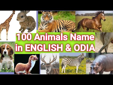 Animals Name 100 ENGLISH & ODIA with Picture - YouTube