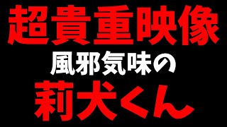 【すとぷり文字起こし】風邪を引いた莉犬くんがかわいすぎる。。。