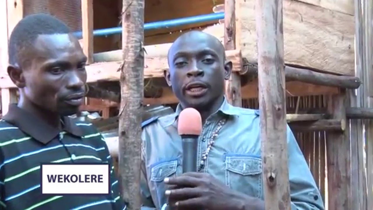 Salt Media - Wekolere Fish