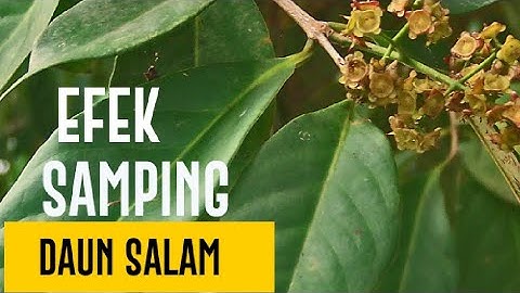 efek samping daun salam