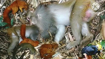 Liab Lo Noj Txiv Vaj KHaum Na Noog Coob Kawg