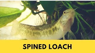 Spined Loach