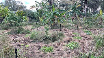 Our vegetable garden intercropped with tropical fruit trees.