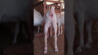 Keçilerde Ilk Hamilelik Belirtileri