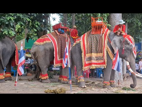 ช้างใหญ่เมืองสุรินทร์  ประกวดหมู่บ้านศีลห้า.