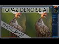 Using Topaz Denoise AI - A Video For Bird Photographers