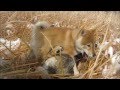 雪の中で燥ぐ四国犬子犬 Shikoku Ken Puppies Excited by First Snow