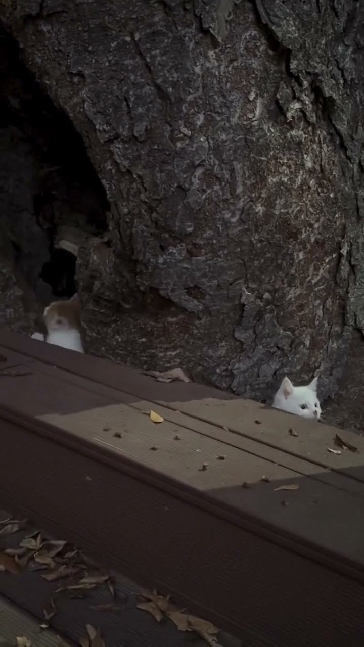 Bébé chaton très mignon ♥️ ♥️ ♥️ ♥️ ♥️
