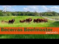 Ganado Beefmaster pastando