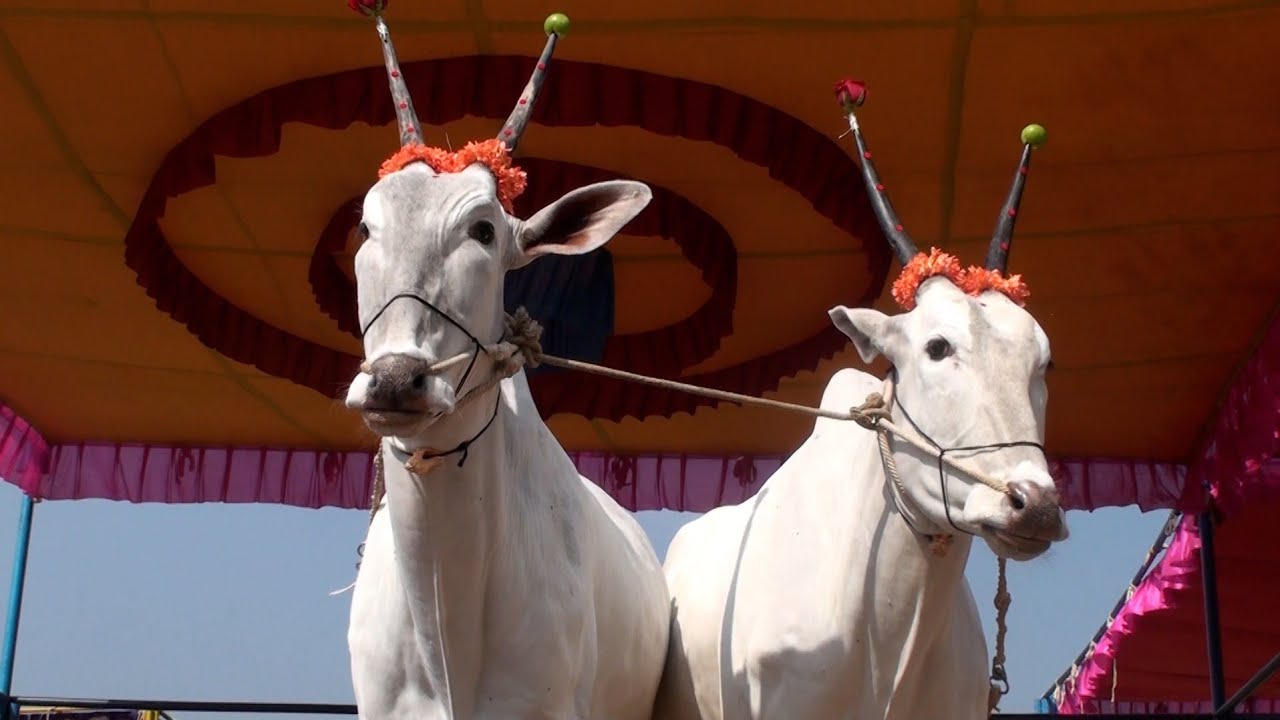 Kallambella bulls for 1 lakh 80 thousands