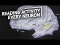 Is It Possible To Read The Activity Of Every Neuron?