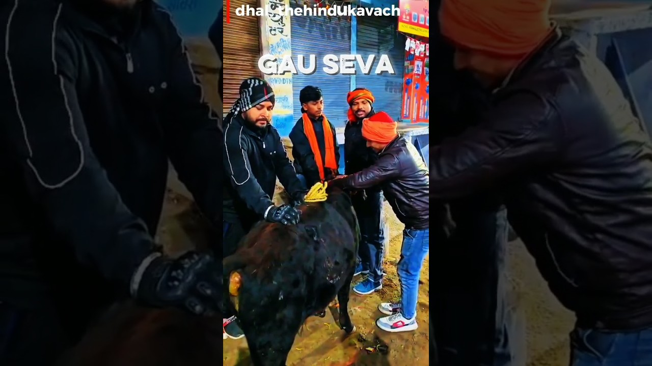 #cowfeed #cow Gau Seva Hi Paro Dharma hai 🐮💪🙏🚩#cowvideos #sanatan #cow #help