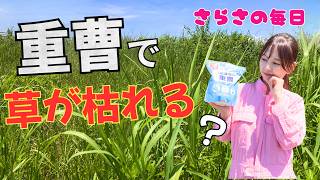 【枯れません】重曹、酢、クエン酸はただの葉焼けです