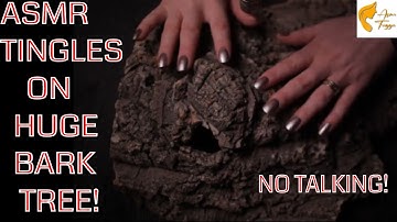 ASMR on Huge Bark Tree🙂  Strooking, Tapping, Scratching Tingles!😊NO TALKING!😉