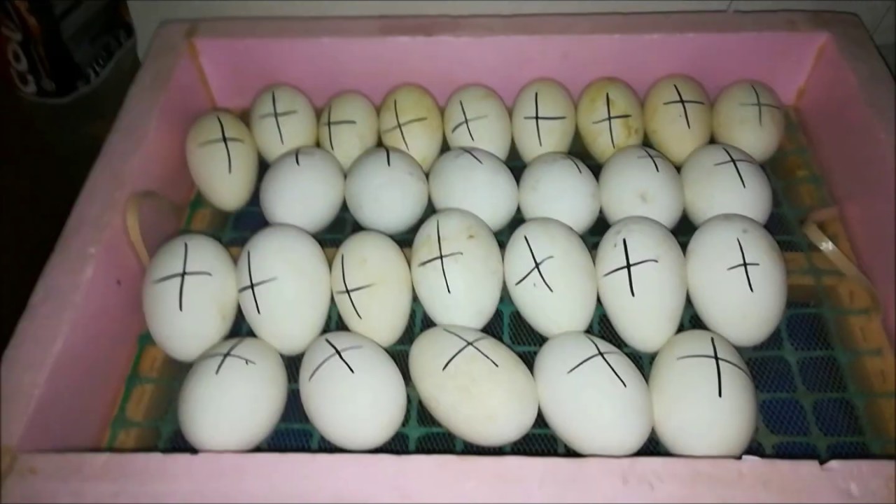 Początek inkubacji jaj kaczych