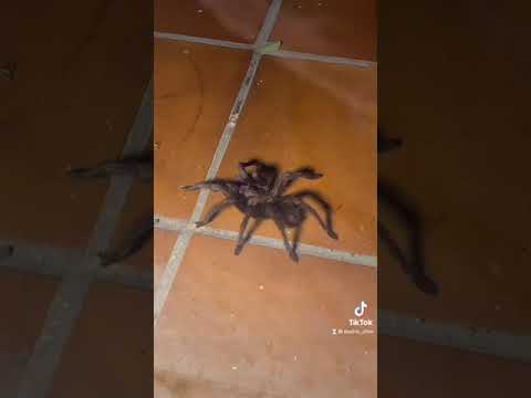 К НАМ В ДОМ ПРИПОЗЛ ТАРАНТУЛ 🕷🕷🕷