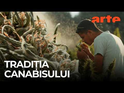 Fermele de canabis din Maroc | ARTE.tv Documentare