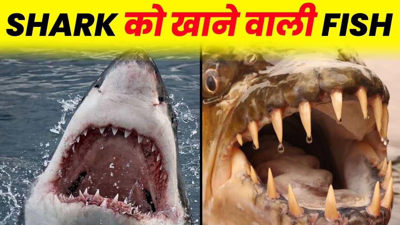 Shark को खाने वाली FISH ? रोचक Facts की बारिश Top Enigmatic Facts ...