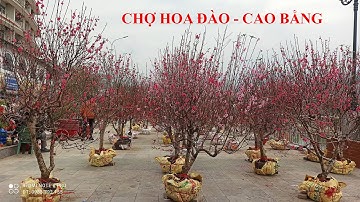 Chợ Hoa Đào Tết thành phố Cao Bằng. Khám Phá Chợ Tết Tại Cao Bằng.