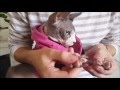 HOW TO TAKE CARE OF A SPHYNX CAT の動画、YouTube動画。