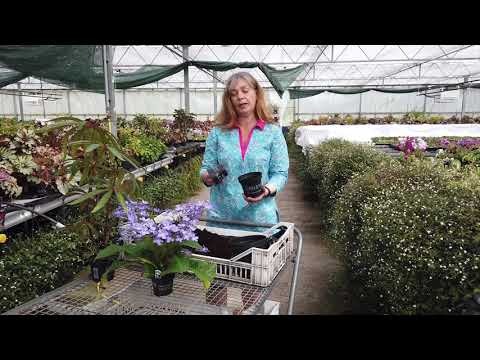 Video: Streptocarpus Care Hauv Tsev - Cov Tswv Yim Kom Loj Hlob Streptocarpus Nroj Tsuag