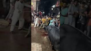 top 4 bull eid ul adha qurbani beautiful animal in karachi @AsifWaheed  #ytshort #shortvideo