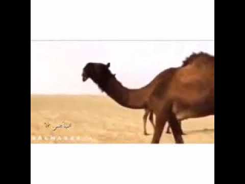 حوامه الدواسر