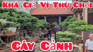 Gia đình khá giả cũng từ thú chơi cây cảnh trong suốt 34 năm qua.