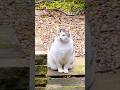 The Way This Cat Walks Around Like He Pays Rent 🏠😹 #catvideos #funny