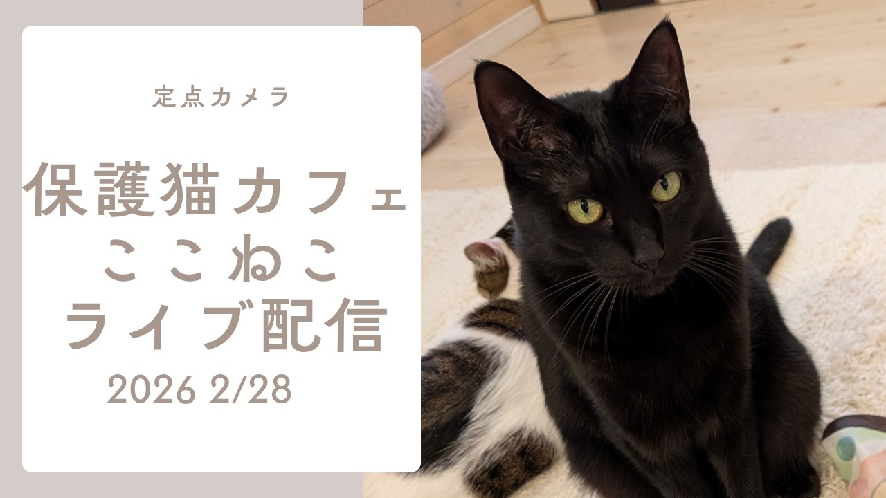 【定点カメラ】2/28保護猫カフェここねこ猫部屋生配信。