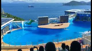 Dolphin Show & The Slapping Sea Lion by Mhadz &Lyn | Ocean Park Hong Kong