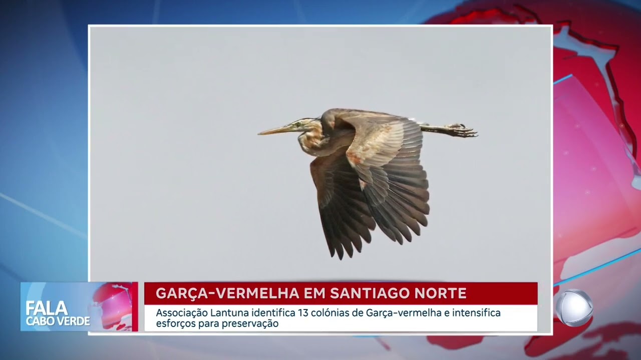 Garça vermelha em Santiago Norte | Fala Cabo Verde