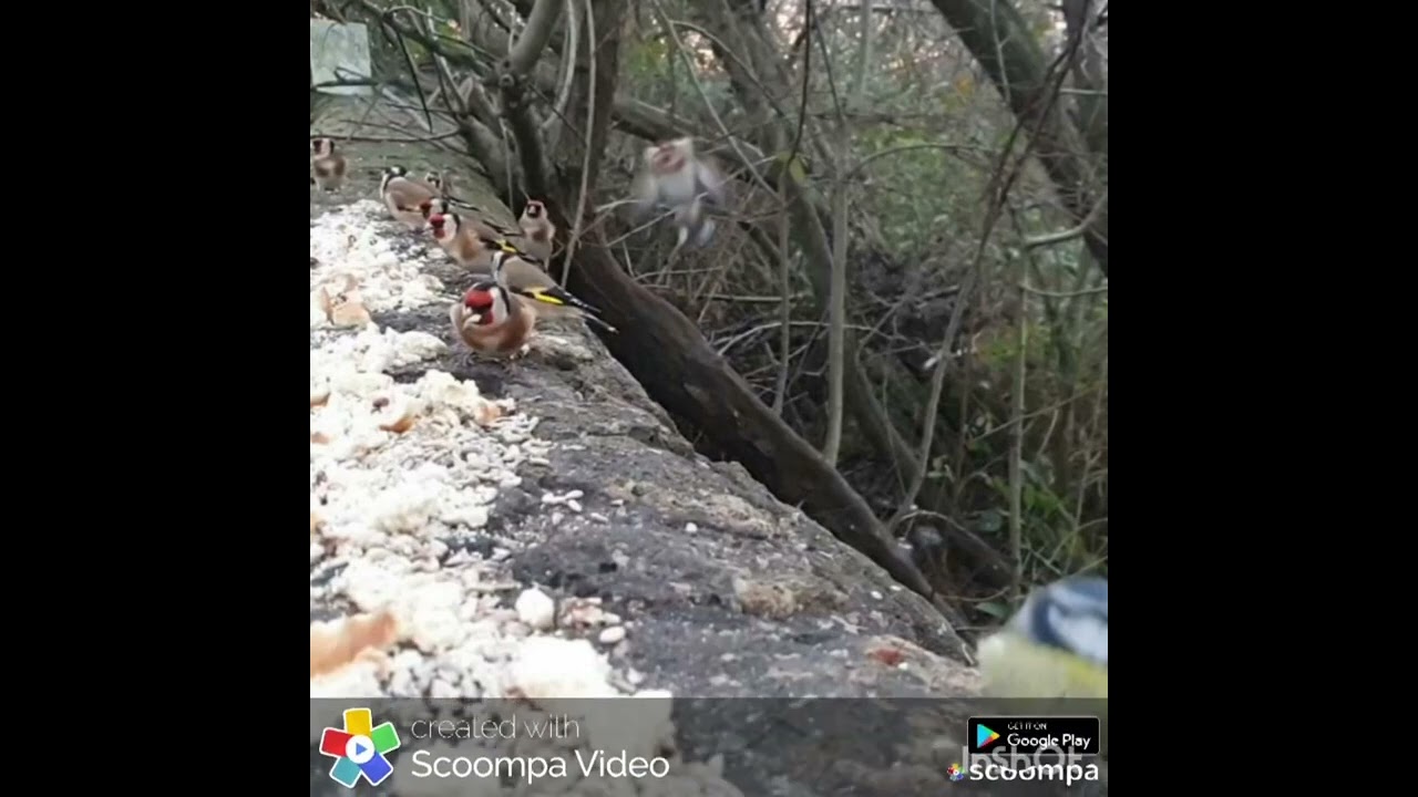 saka tütü yem kavga sesi