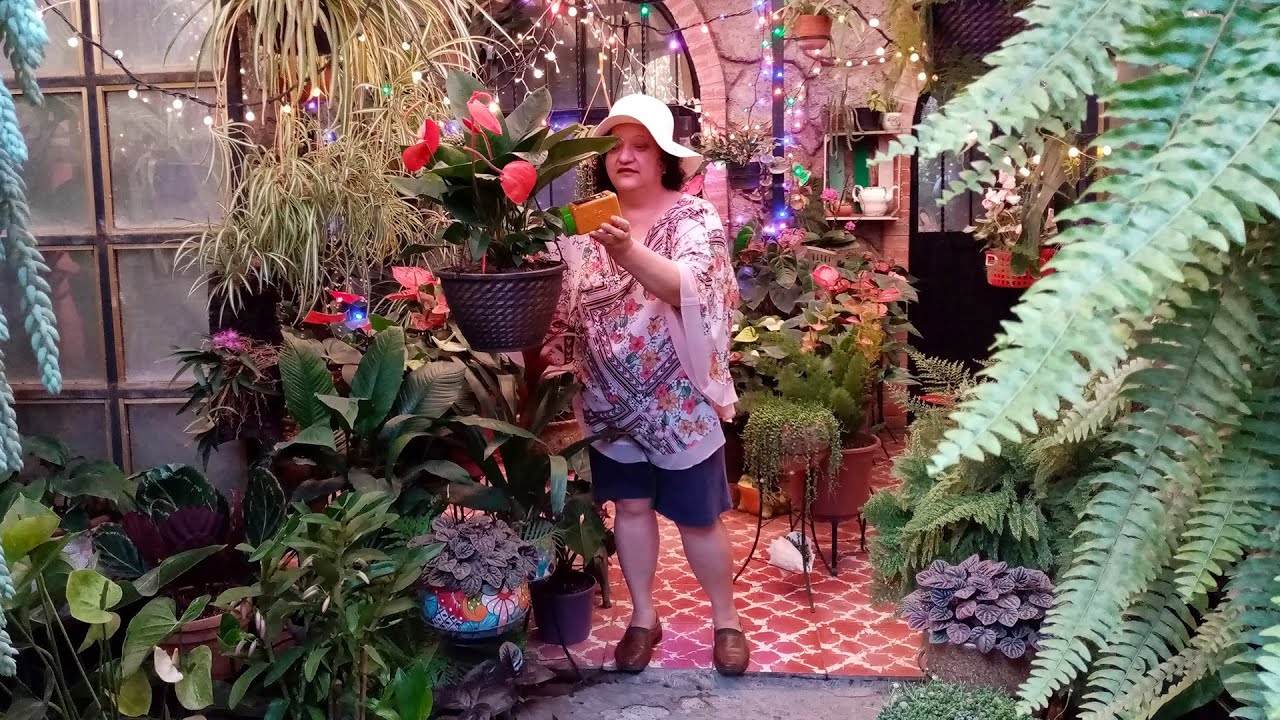 Elimina la Mosca Blanca y NUTRE 💊 Orgánicamente con esto! 🧐👌