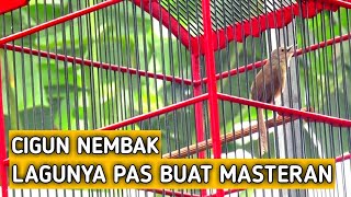 Cigun Gacor Tembakan Nya Pas Banget Buat Masteran Murai Batu Dll