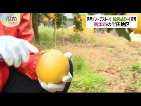 全国でも珍しい国産グレープフルーツ「さがんルビー」の収穫がピーク【佐賀県唐津市】 (20/03/03 17:17) - 全国でも珍しい国産グレープフルーツ「さがんルビー」の収穫がピーク【佐賀県唐津市】 (20/03/03 17:17)