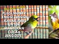 Kicau Burung Pleci Masteran Cucak Jenggot Mp3 - Mp4 Download