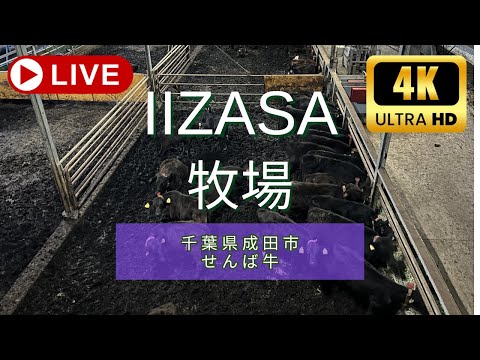 IIZASA牧場 牛舎2 のライブ映像