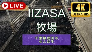 IIZASA牧場 牛舎2 のライブ映像