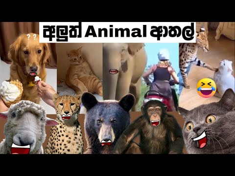 Animal athal katha | sattu Athal | Animal Athal Memes | Sinhala Meme Athal