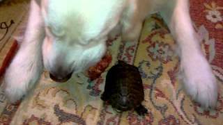 Красноухая черепаха и Голден Ретривер, часть 1