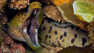 MORAY EEL VS GROUPER