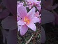 #flowers