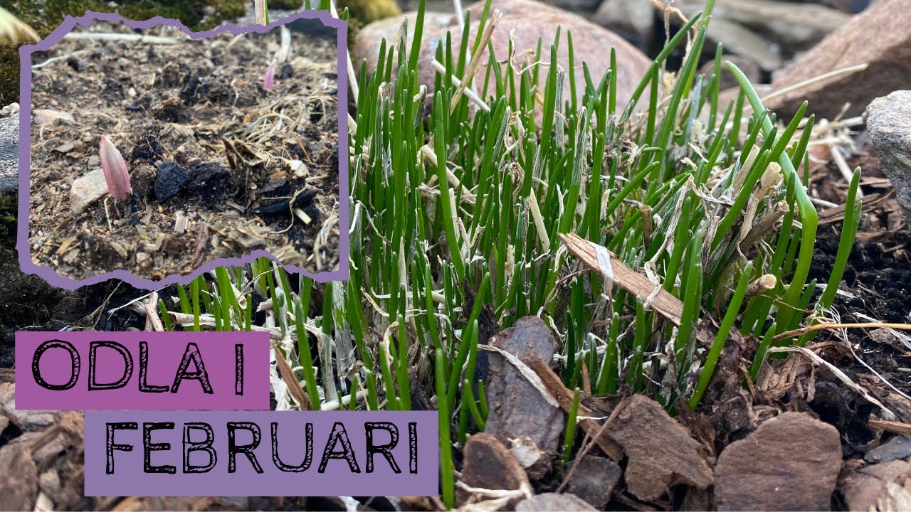 Odla i FEBRUARI - Vitlöken har börjat visa sig och gräslöken börjar gro i plusgrader