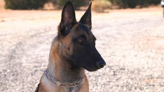 How Protection Dogs Are Trained