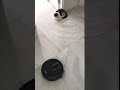 Ceviz - Robot süpürge ve kediler