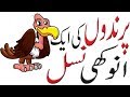 Bird Facts And Information | Rare Bird | Facts About Bird | Information About Bird | Hidden Secrets